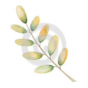 Watercolor illustration hand painted tree branch leaf in autumn yellow, green colors isolated on white. Forest foliage clip art