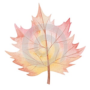 Watercolor illustration hand painted tree maple leaf in autumn red, orange, yellow colors isolated on white. Forest foliage clip