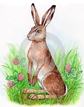 Watercolor illustration hare sitting on the green grass