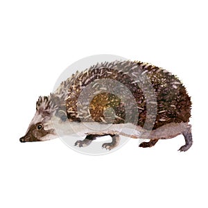 Watercolor illustration. Hedgehog