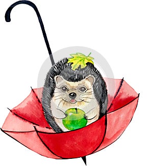 Watercolor illustration. the hedgehog and the umbrella