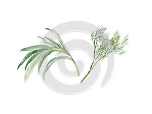 Watercolor illustration of herbs seasoning