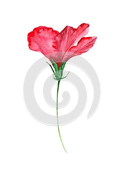 Watercolor illustration of hibiscus flower. Isolated on white background