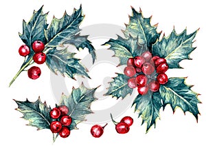 Watercolor Illustration of Holly Berries Plant Isolated on White