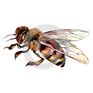 Watercolor Illustration of Honey Bee