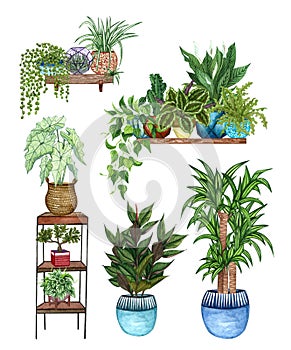 Watercolor illustration of house plants on shelves monstera, cactus, sansevieria, Spider plants, devil`s ivy, Philodendrons,