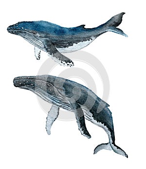 Watercolor illustration of humpback whale, large marine mammal animal. Sea ocean marine underwater wildlife, wild nature