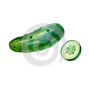 Watercolor illustration, image of cucumber and cucumber slices