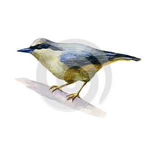 Watercolor illustration, image of a nuthatch bird sitting on a branch