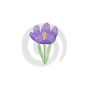 Watercolor illustration, isolated violet crocus flower, hand drawn simple springtime image, first spring garden plant, floral