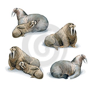 Watercolor illustration isolated on white background. A herd of walruses lie. Sketch of wild sea north animals
