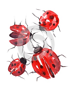 Watercolor illustration of ladybugs on white background