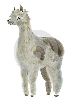 Watercolor illustration of Lama alpaca in white background.