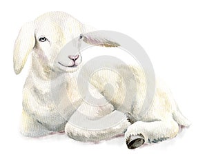 Watercolor illustration Lamb, Easter image, portrait goat