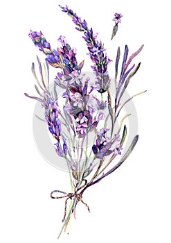 Watercolor Illustration of Lavender Bouquet