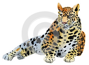 Watercolor illustration of a leopard in white background.
