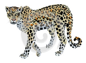 Watercolor illustration of a leopard in white background.