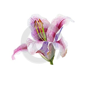 Watercolor illustration. Lily flowers. Spring summer motive