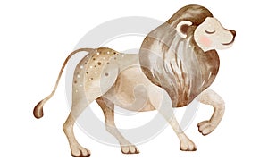 Watercolor illustration of a lion. Children\'s illustration of an animal. Educational card.