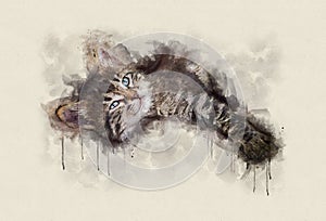 Watercolor illustration, Little tabby cat resting