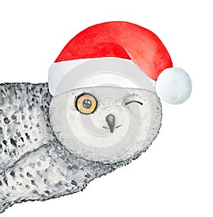 Watercolor illustration of little winking snowy owl.