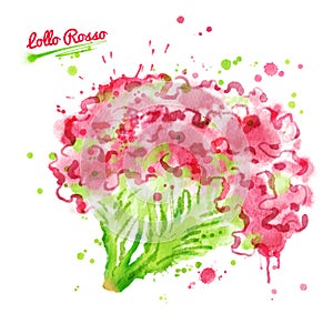 Watercolor illustration of lollo rosso salad photo