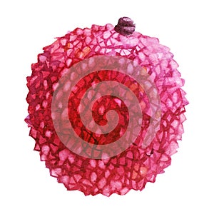 Watercolor illustration. Lychee. Litchi fruit