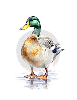 Watercolor illustration of a male mallard duck.