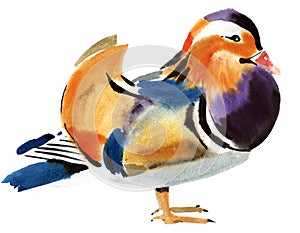 Watercolor illustration of Mandarin duck