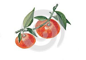 Watercolor illustration of mandarine branch.