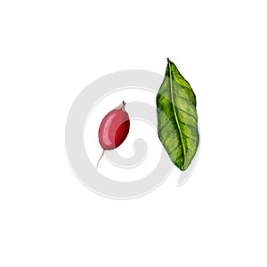 Watercolor illustration of miracle fruit