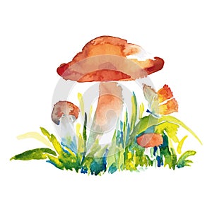 Watercolor illustration of mushrooms