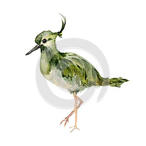 Watercolor illustration of Northern lapwing isolated on white. Peewit or pewit (Vanellus vanellus) hand drawn