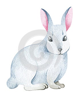 Watercolor illustration.Northern white hare.