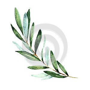 Watercolor illustration olive branch