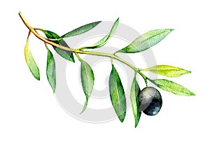 Watercolor illustration of olive branch on white background.