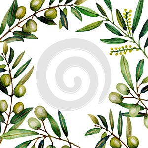 Watercolor illustration of olive branches.