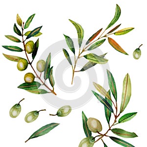 Watercolor illustration of olive branches.