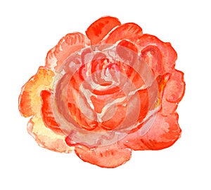 Watercolor illustration, one piece rose, lush, retro style, freehand drawing from life, red pink