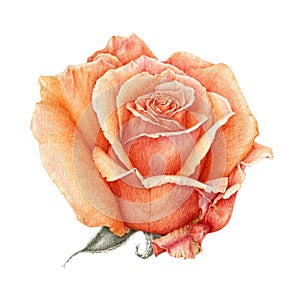 Watercolor illustration of a orange beautiful rose. Peach hand drawn flower in the full bloom. Isolated on white background.