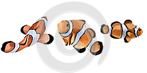 Watercolor illustration of an orange clown fish. Salt water exotic amphiprion fish isolated on white background.