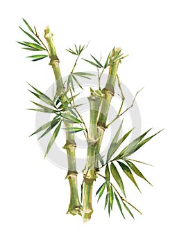 Watercolor illustration painting of bamboo leaves , on white