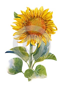 Watercolor illustration painting of Yellow , flower , sunflower