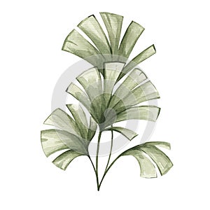 Watercolor illustration of palm leaves isolated on white background. Tropical plants, African nature.Savanna plant