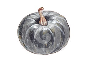 Watercolor  illustration of pampkin.