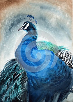 Watercolor illustration of a peacock with bright blue plumage