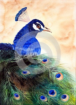 Watercolor illustration of a peacock with bright blue plumage