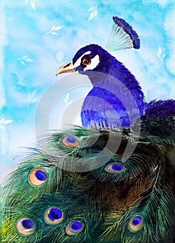 Watercolor illustration of a peacock with bright blue plumage