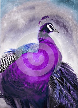 Watercolor illustration of a peacock with bright purple plumage