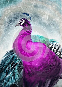 Watercolor illustration of a peacock with bright purple plumage